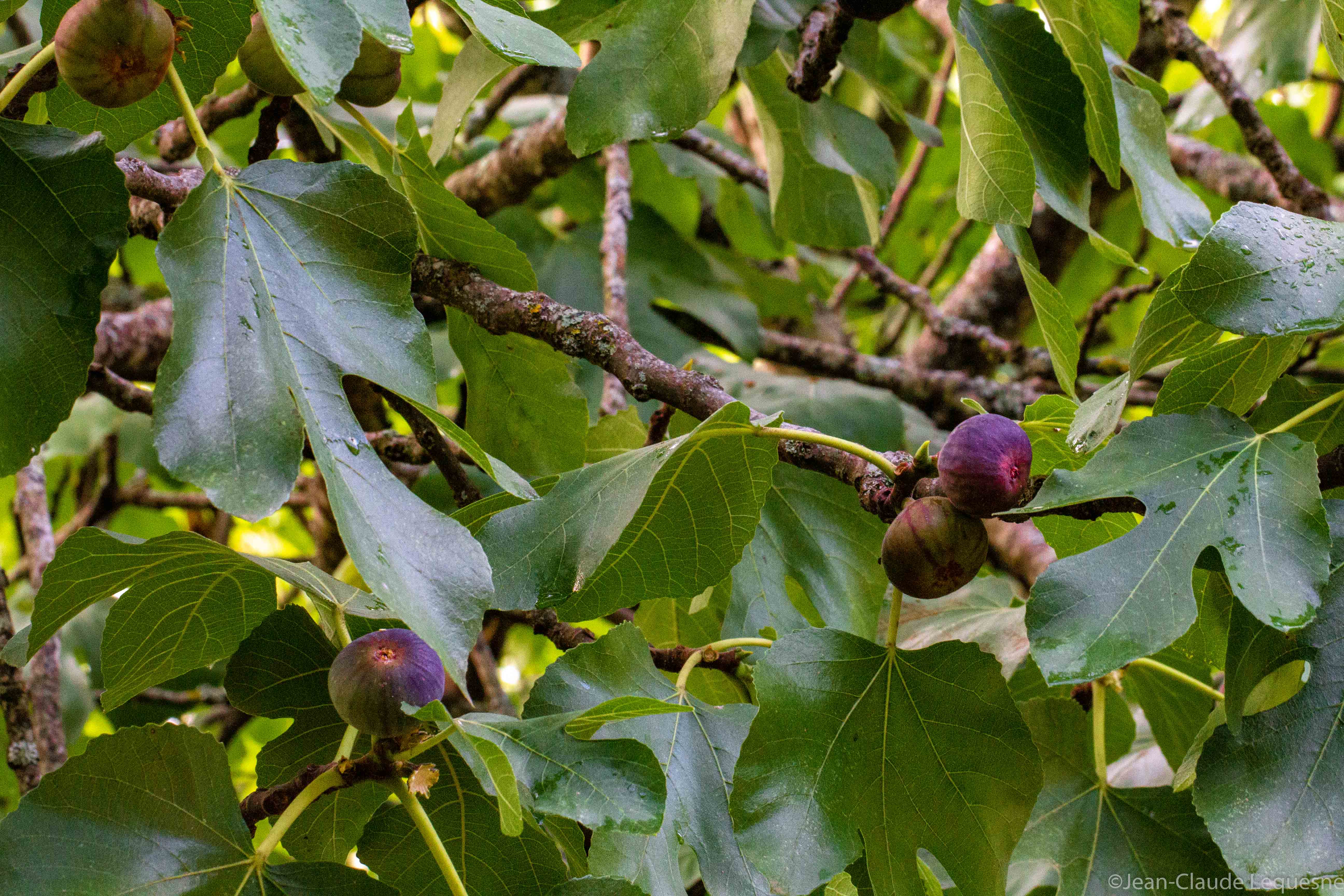 Figue violette de Bajamont